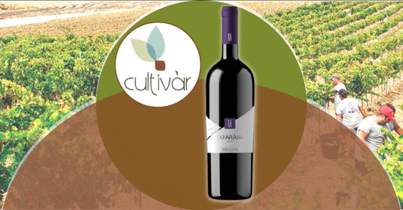 CULTIVAR Offerta vino Syrah Terre Siciliane - occasione vendita vino biologico Syrah rosso